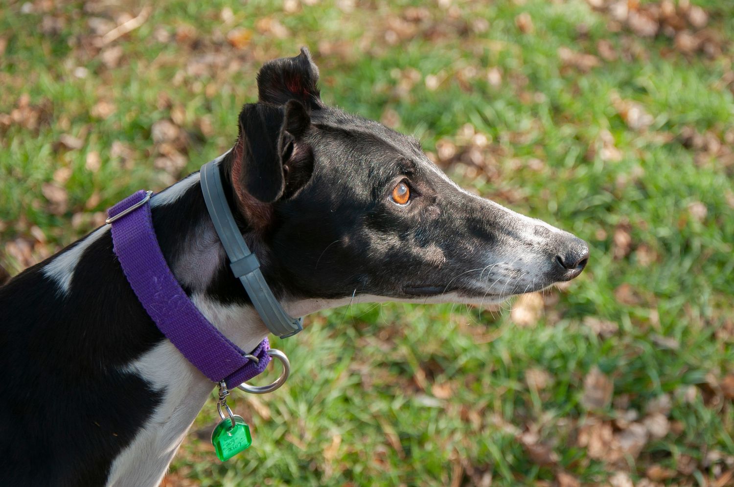 portrait of black greyhound