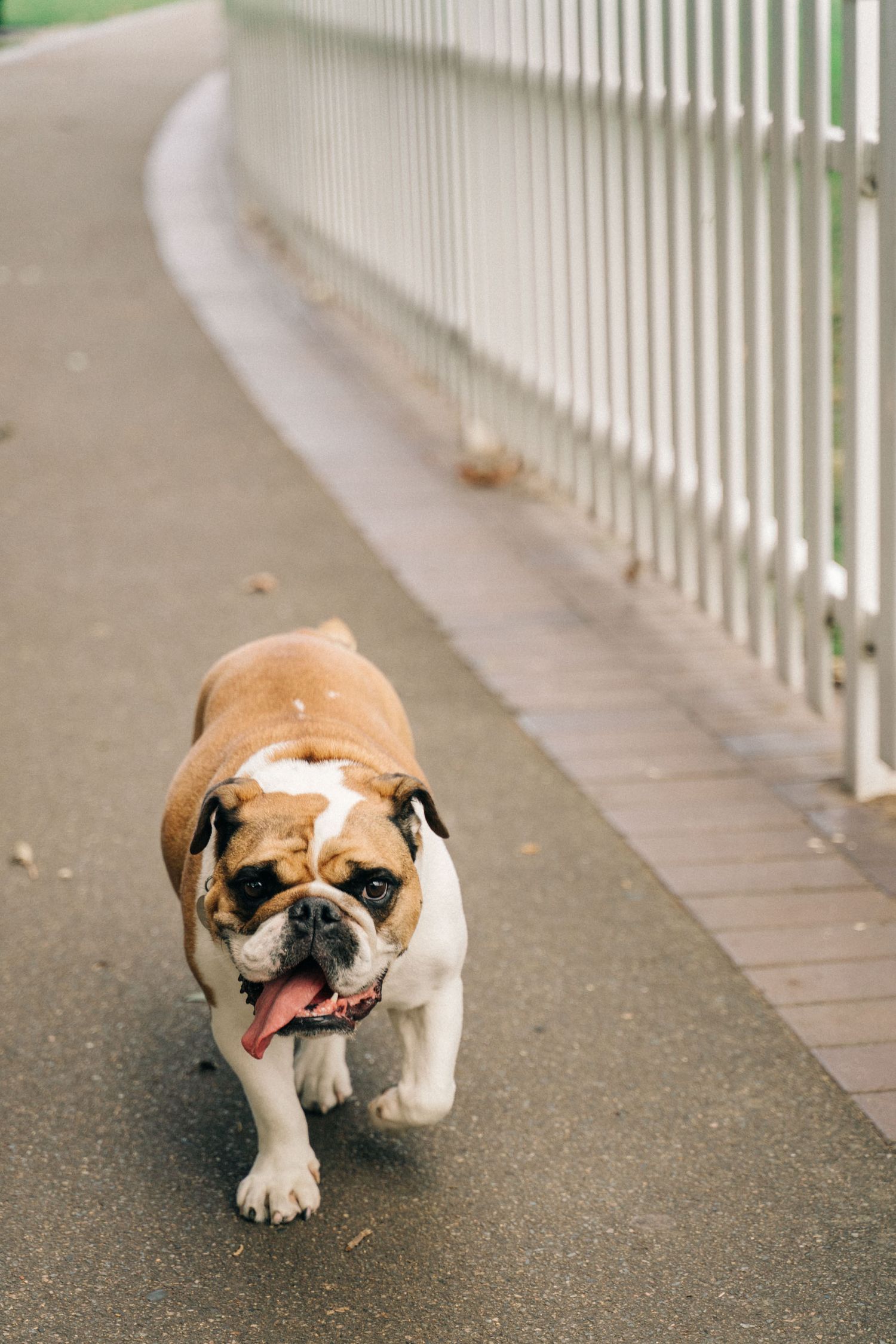 Erskineville family dog captured by Bill Chen