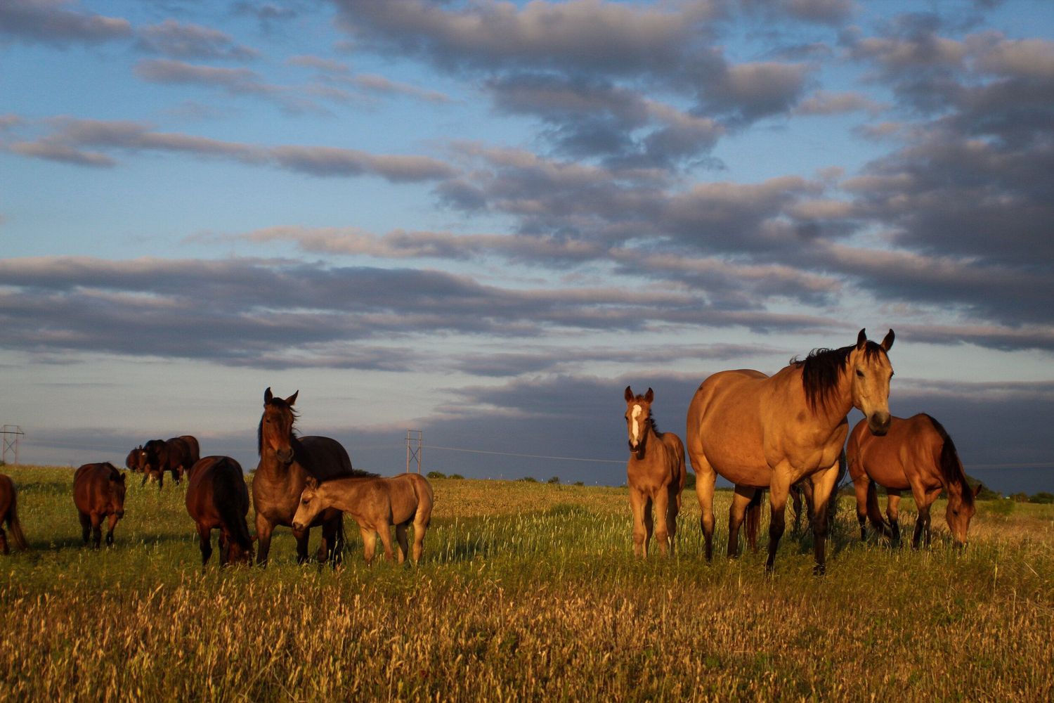 Herd of Horses