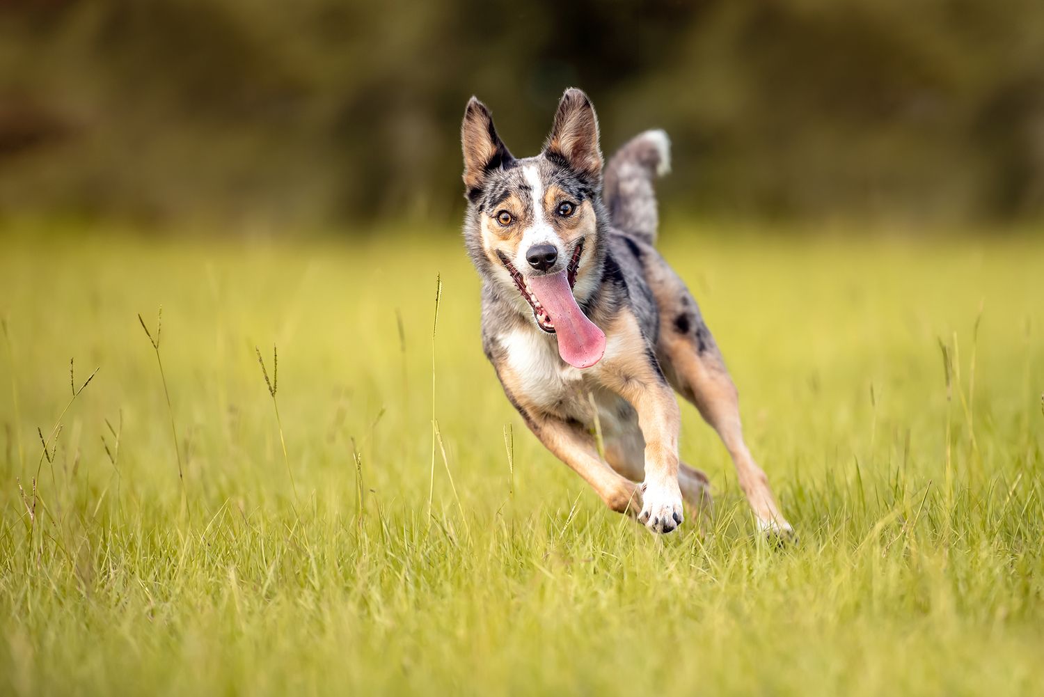 Pet photography setup