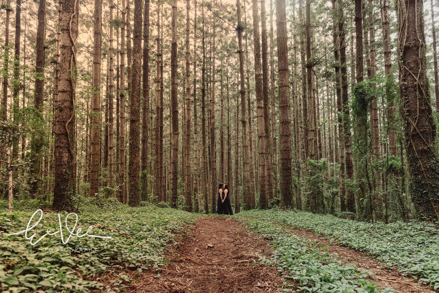 A winding dirt path through tall evergreen trees in a misty forest.