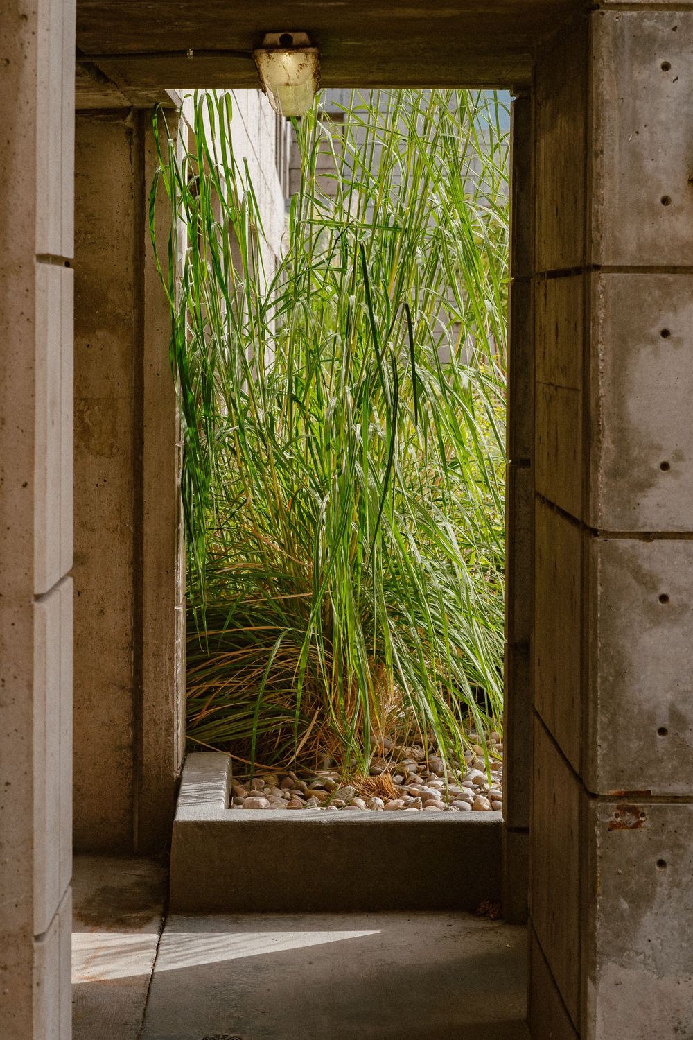 Concrete architectural frame looking out to tall green bamboo plants.
