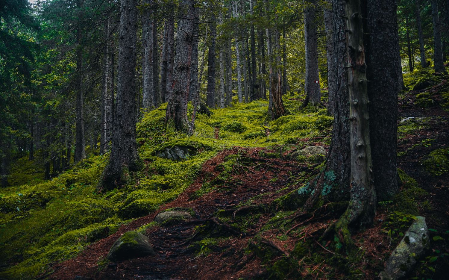 Weelderige met mos bedekte bosgrond met torenhoge groenblijvende bomen in mystiek natuurlijk licht.