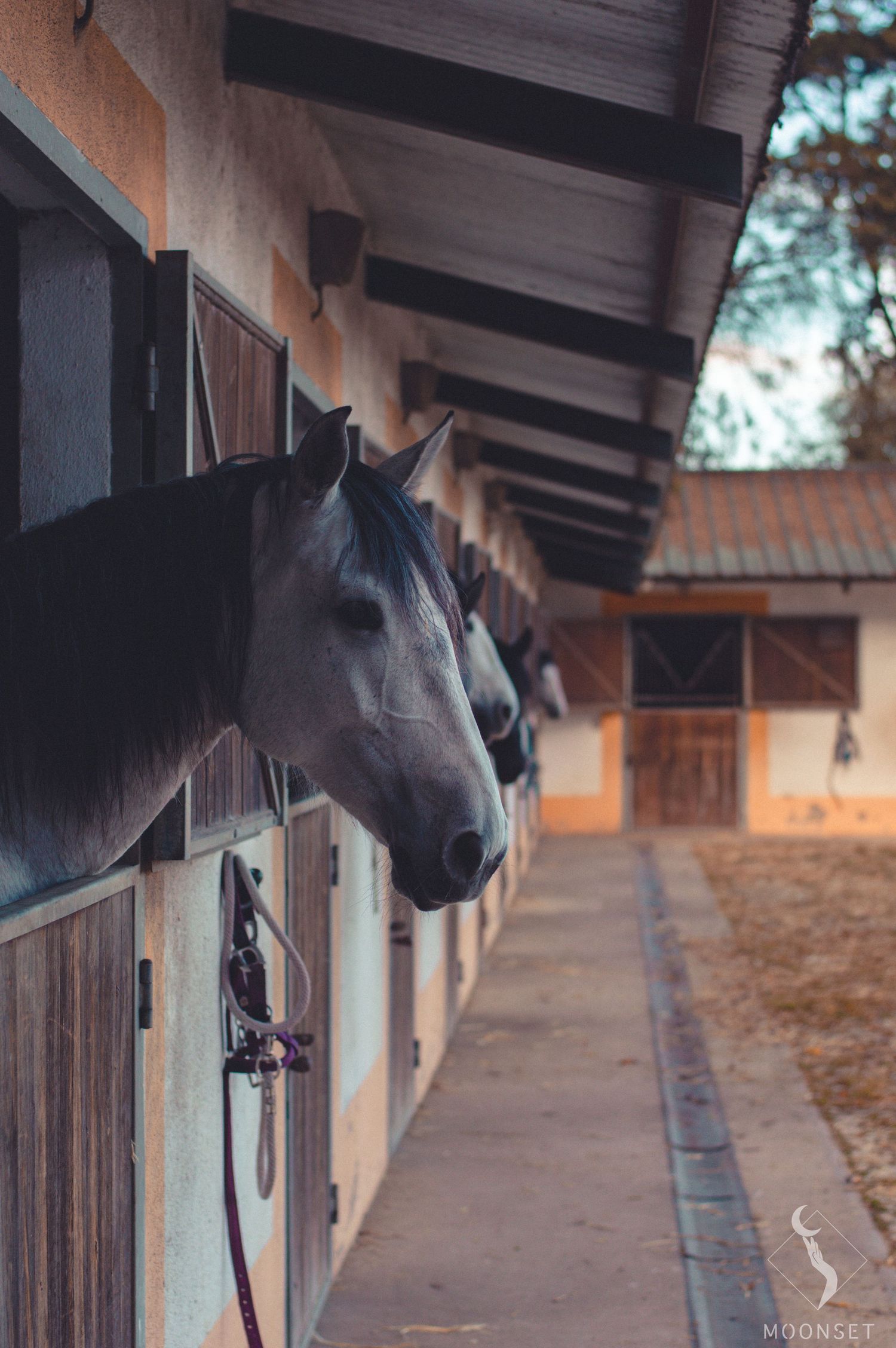 Horse peering out from wooden stable stall during sunset.