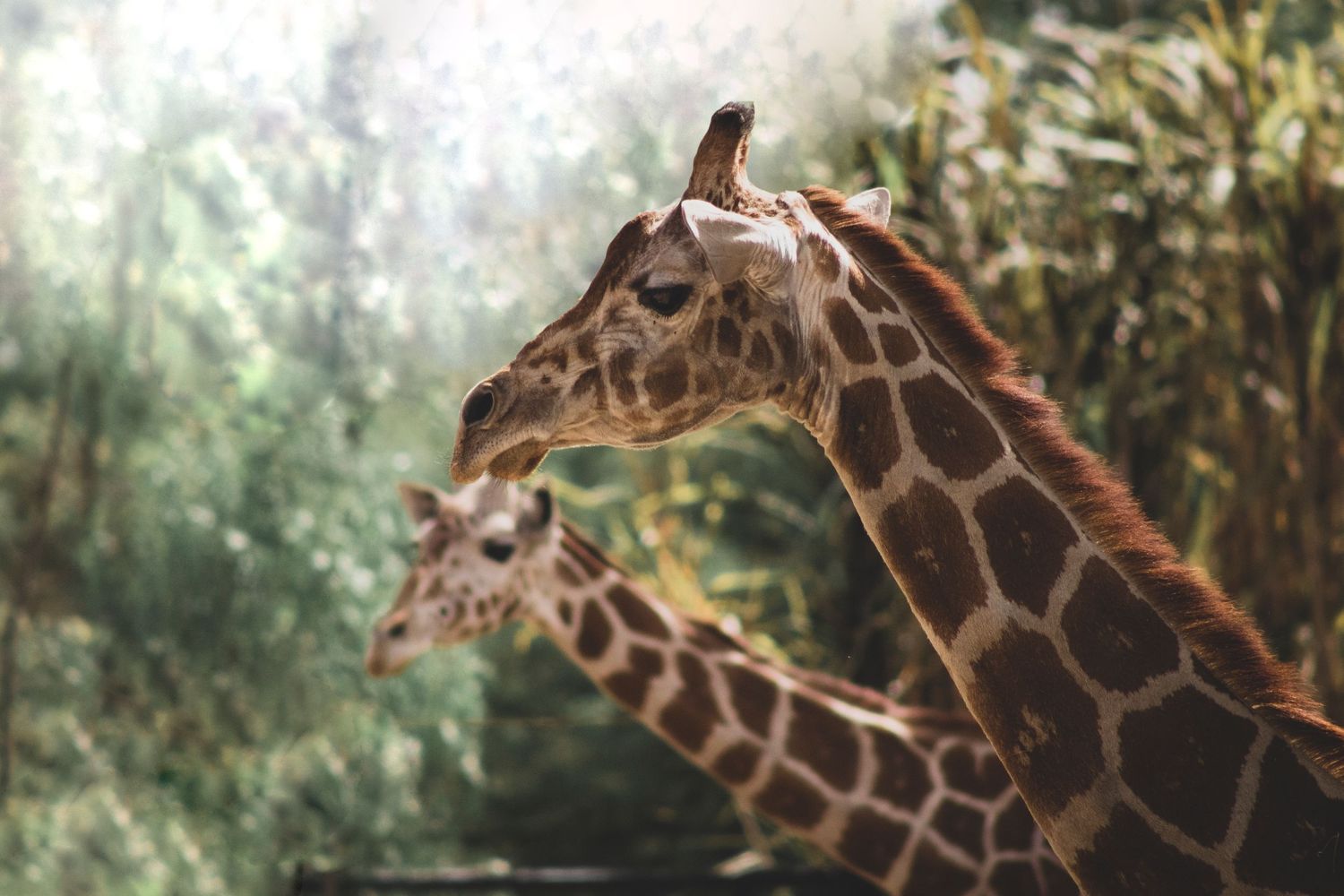Two reticulated giraffes stand close together with lush green trees in the background.