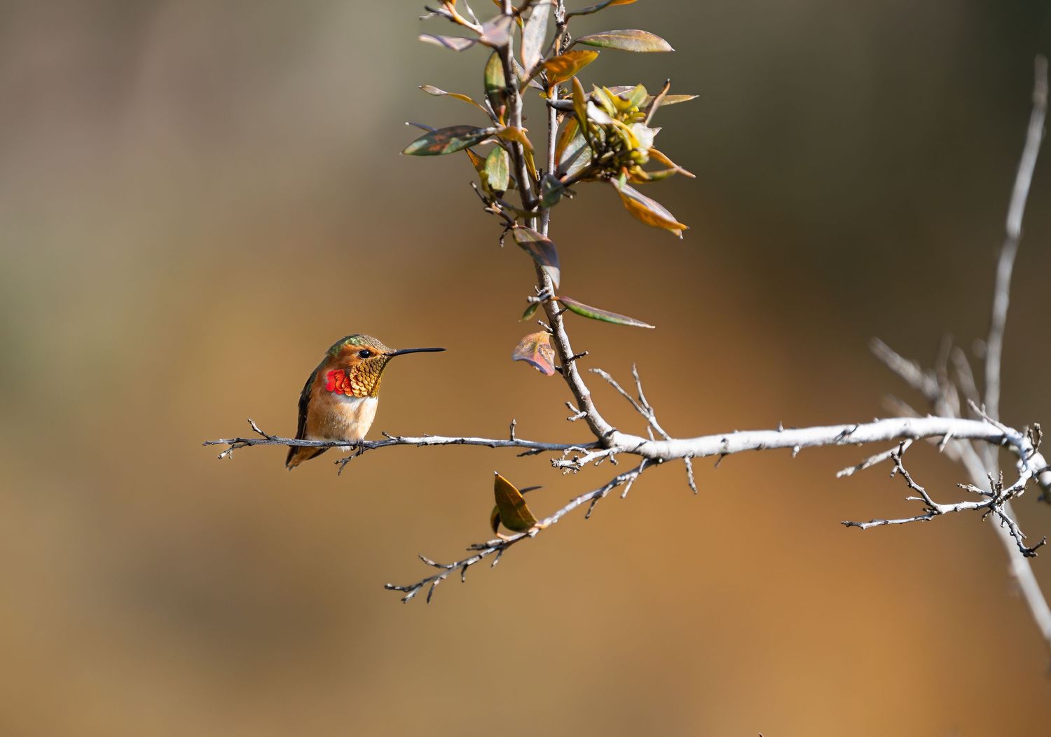 Birds & Wildlife