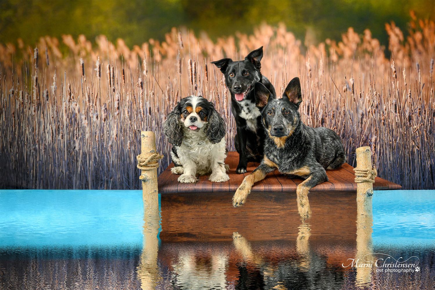 Three dogs posing on wooden dock with cattails and water in background during golden hour.