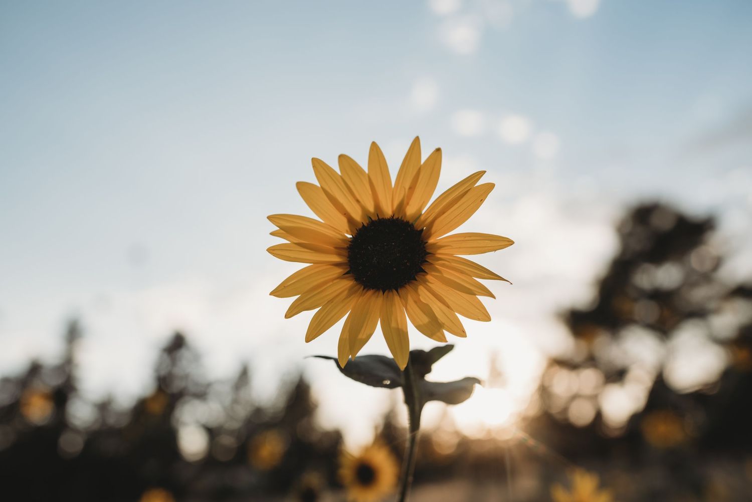Close-up of a sunflower against blue sky with soft bokeh background.