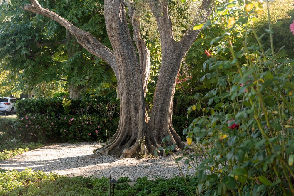 Large mature tree with split trunk casting shadows on a garden pathway.