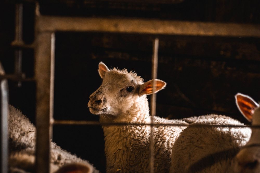 Sheep resting in a barn with straw, captured in moody lighting conditions.