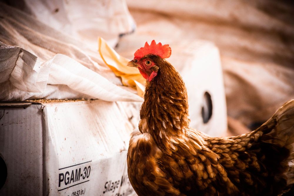 Red chicken with vibrant feathers perched in a rustic farm setting.