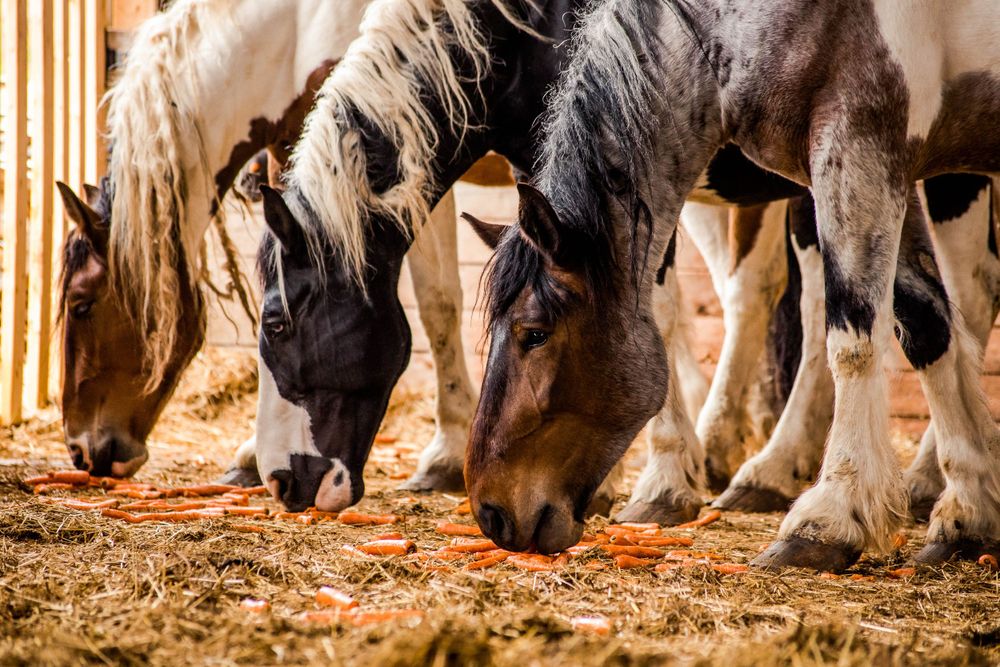 Several horses graze on hay scattered across the stable floor.