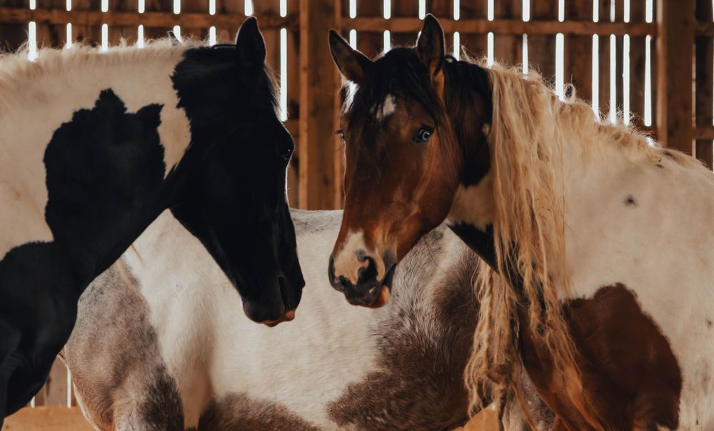 Close-up view of horses' heads and necks in a wooden stable.