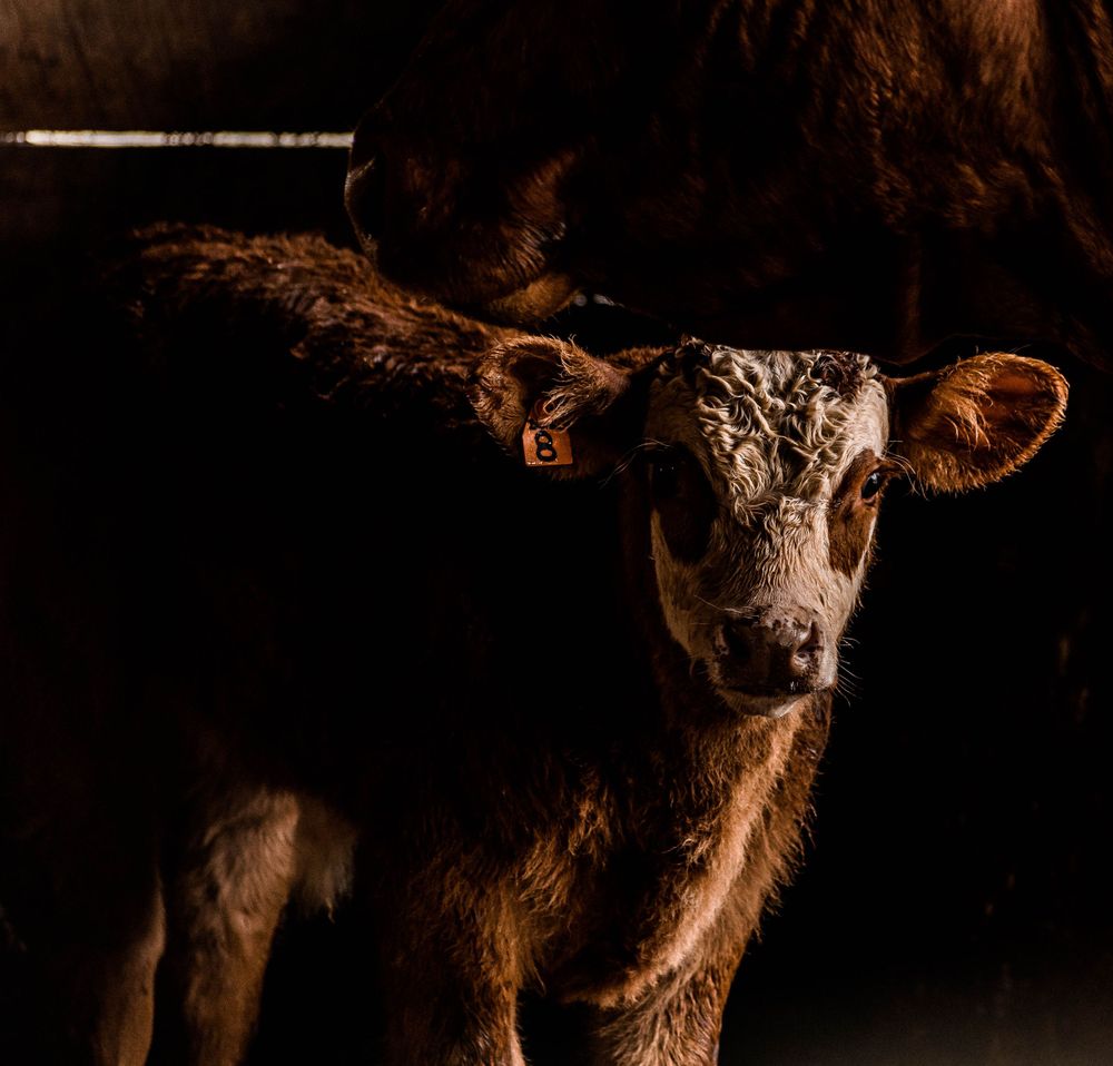 Highland cow with distinctive horns photographed in low-key lighting.