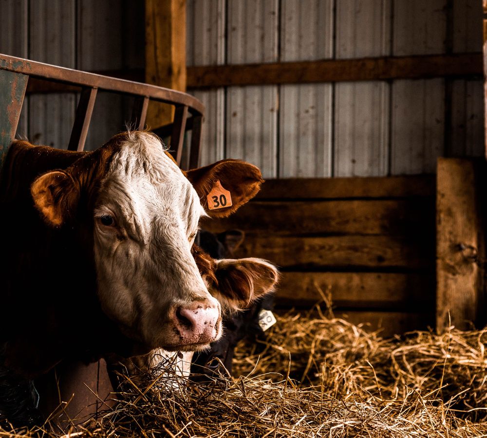 Highland cow relaxing in straw bedding inside a wooden barn.