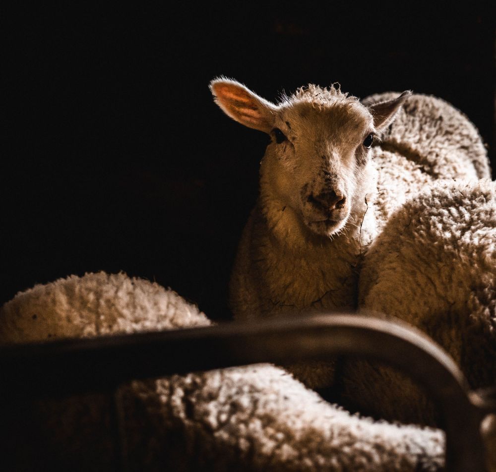 Side profile of a sheep's face illuminated dramatically against a dark background.