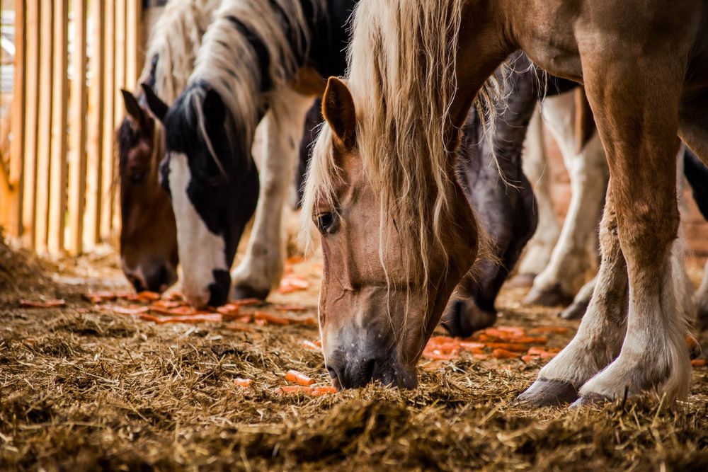 Draft horses with varied coat colors feed together in a barn aisle.