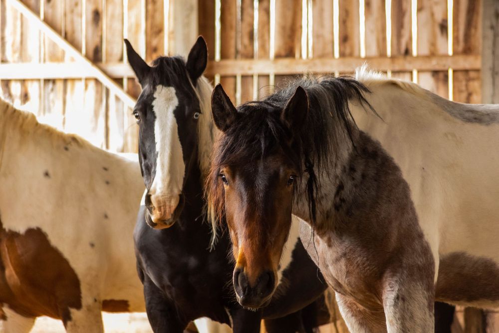 A row of draft horses stand together in a rustic wooden stable.