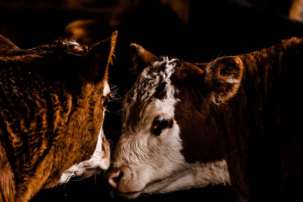 Horses stand in a dimly lit barn with warm lighting filtering through wooden slats.