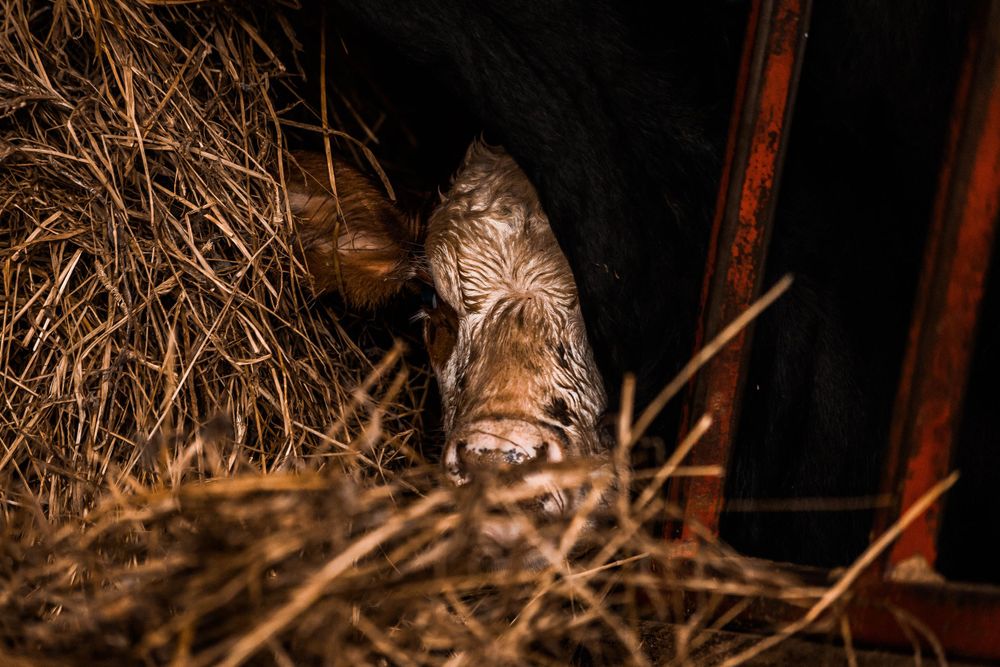 Farm animal resting on hay in dimly lit barn environment.