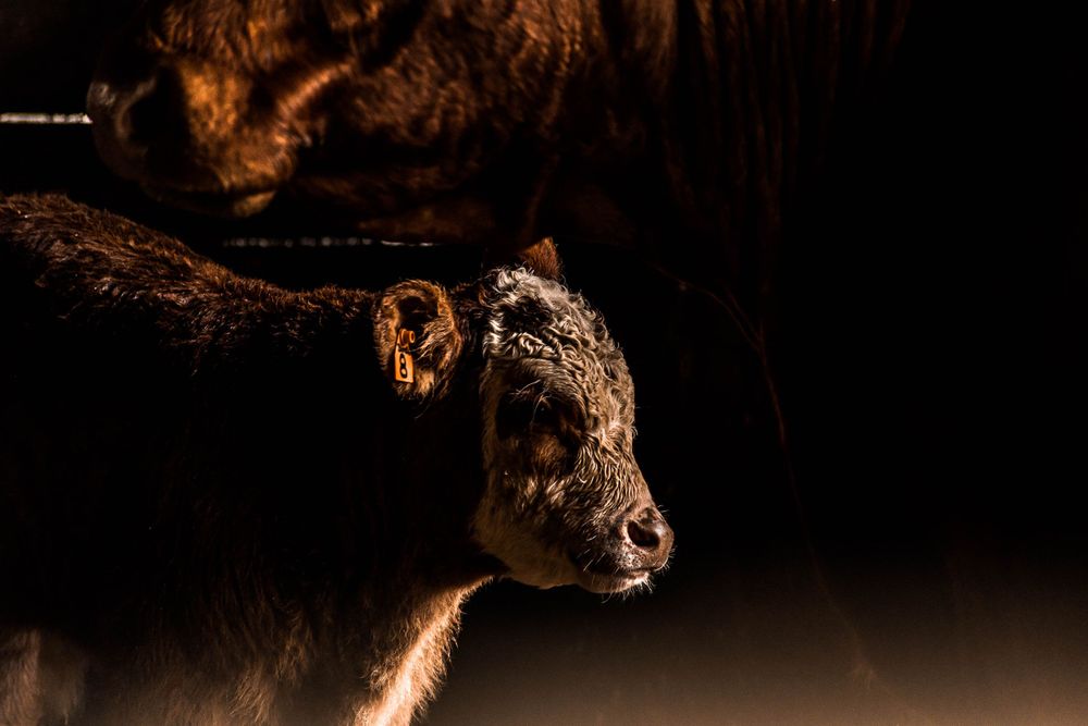 Brown Highland cow portrait with dramatic shadows in barn setting.