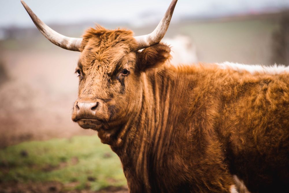 Close-up portrait of a Scottish Highland cow with distinctive curved horns in natural light.