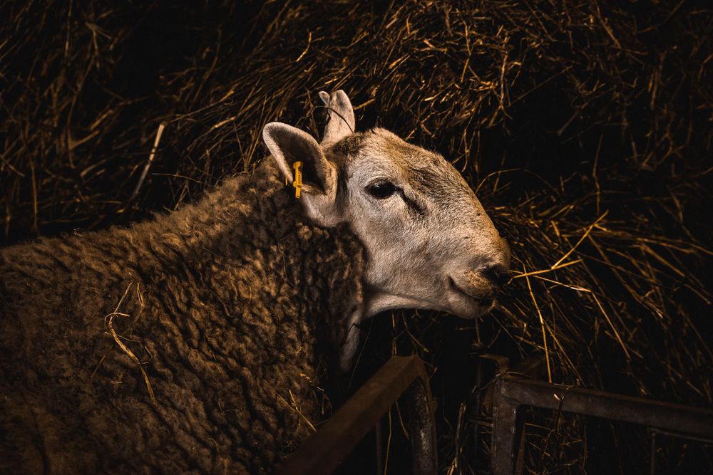 Young lamb nestled in hay photographed with atmospheric lighting.