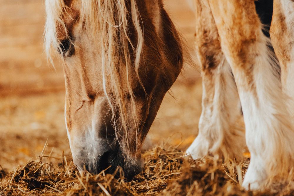 Multiple horses bend down to eat hay from the stable floor.
