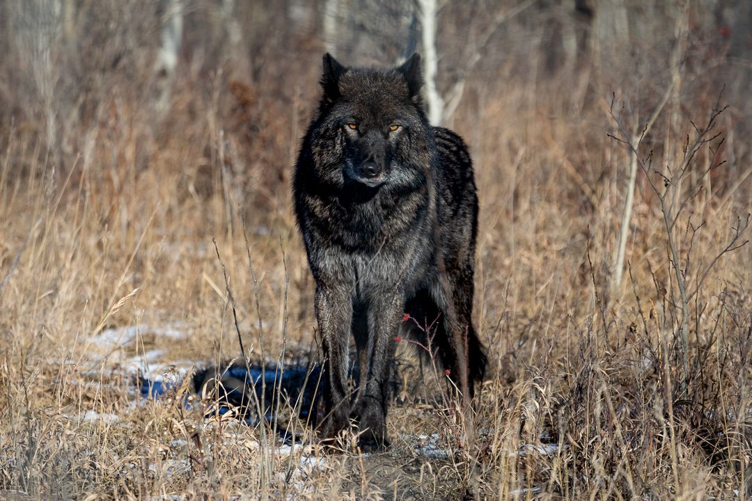 Freya a Colorful but Shy Wolf Dog that was rescued in Alberta