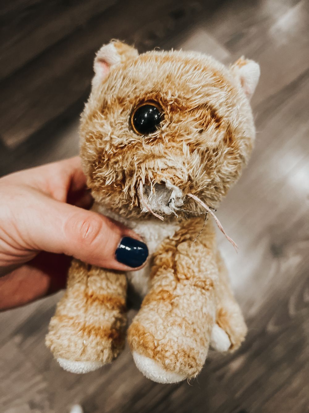 A damaged TY stuffed Cleo cat missing it's nose and right eye being held above a wood floor.