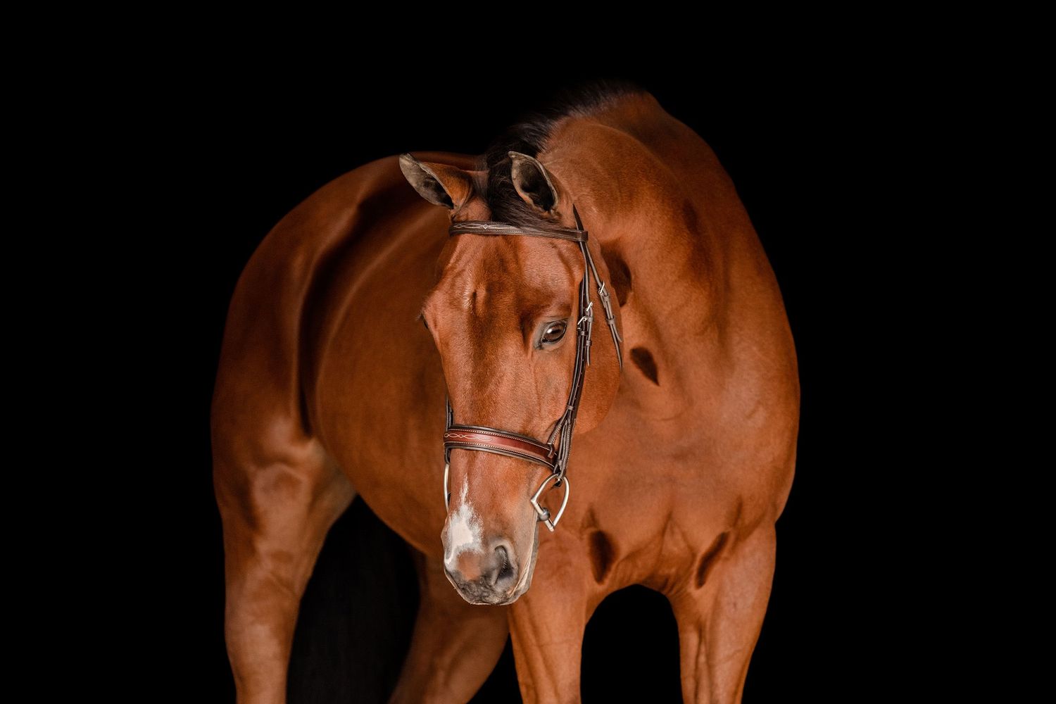 Bay warmblood horse black background