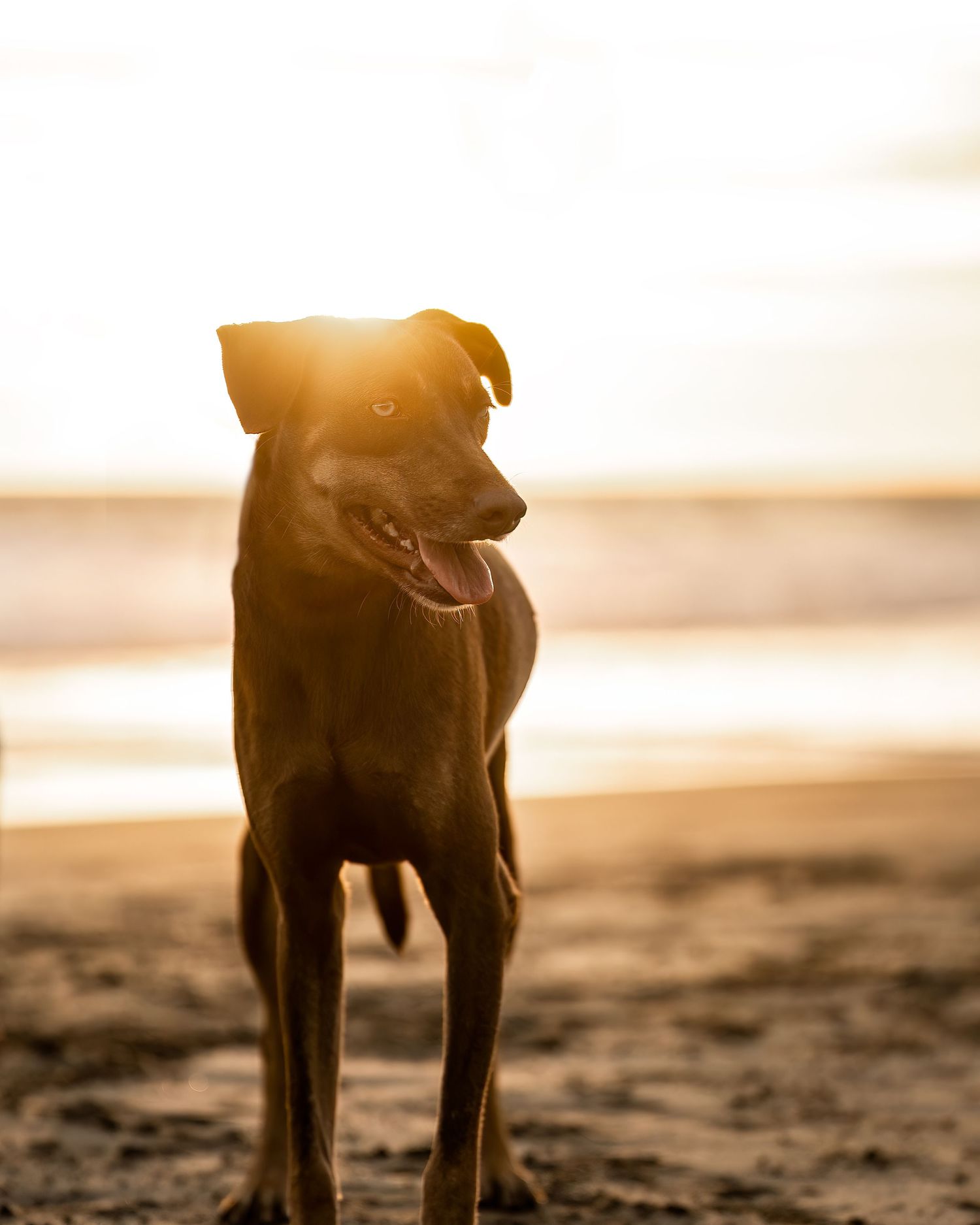A rescue dog on a sandy beach at golden sunset, tongue out, with ocean waves glowing in the background.