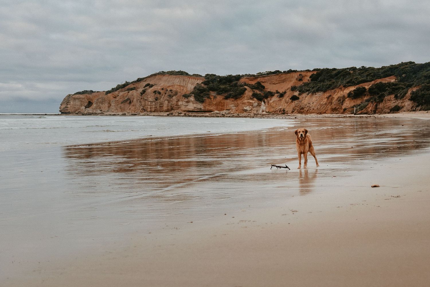 Golden retriever playing on a beach with cliffs and ocean in the background.