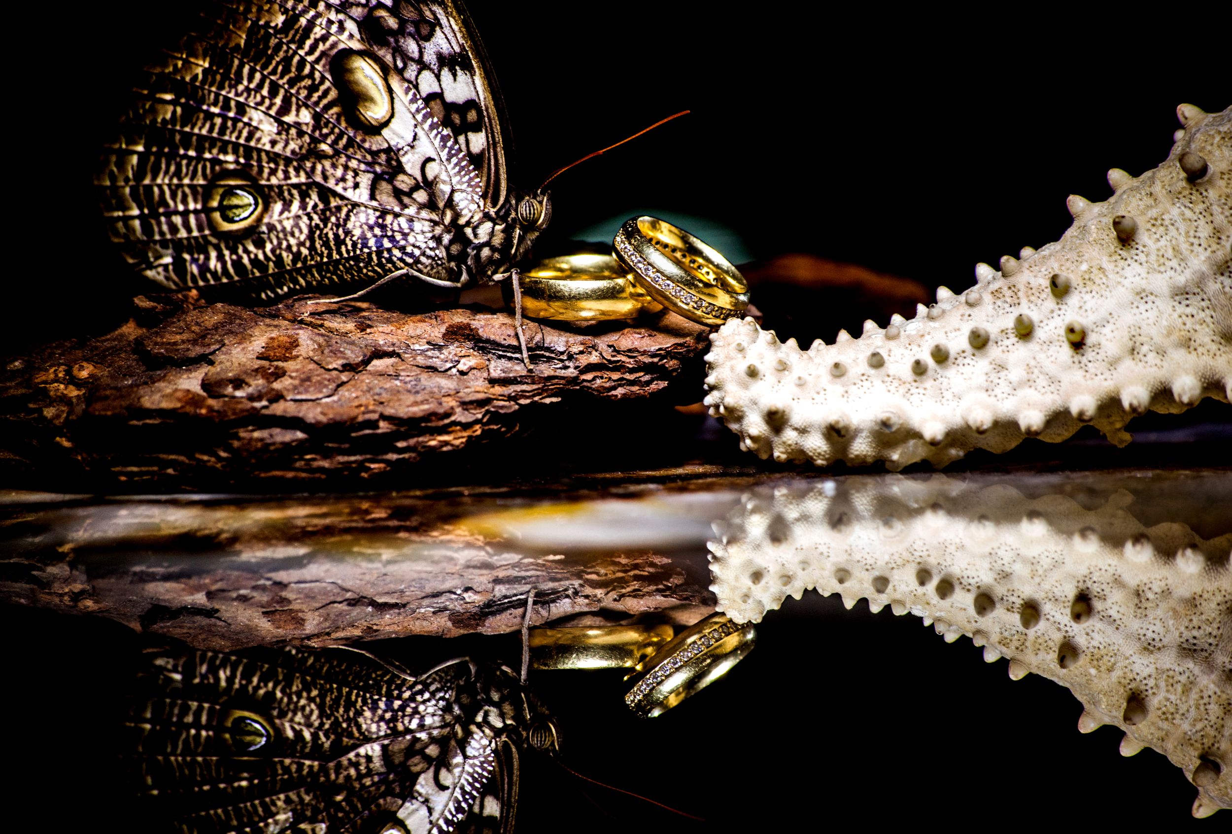 Artistic macro shot of wedding rings with butterfly wing and starfish reflections.