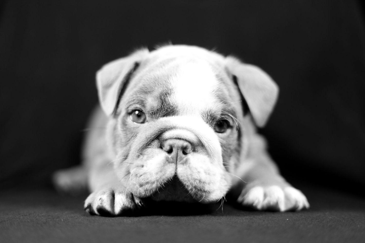 black and white close up photo of a bulldog puppy