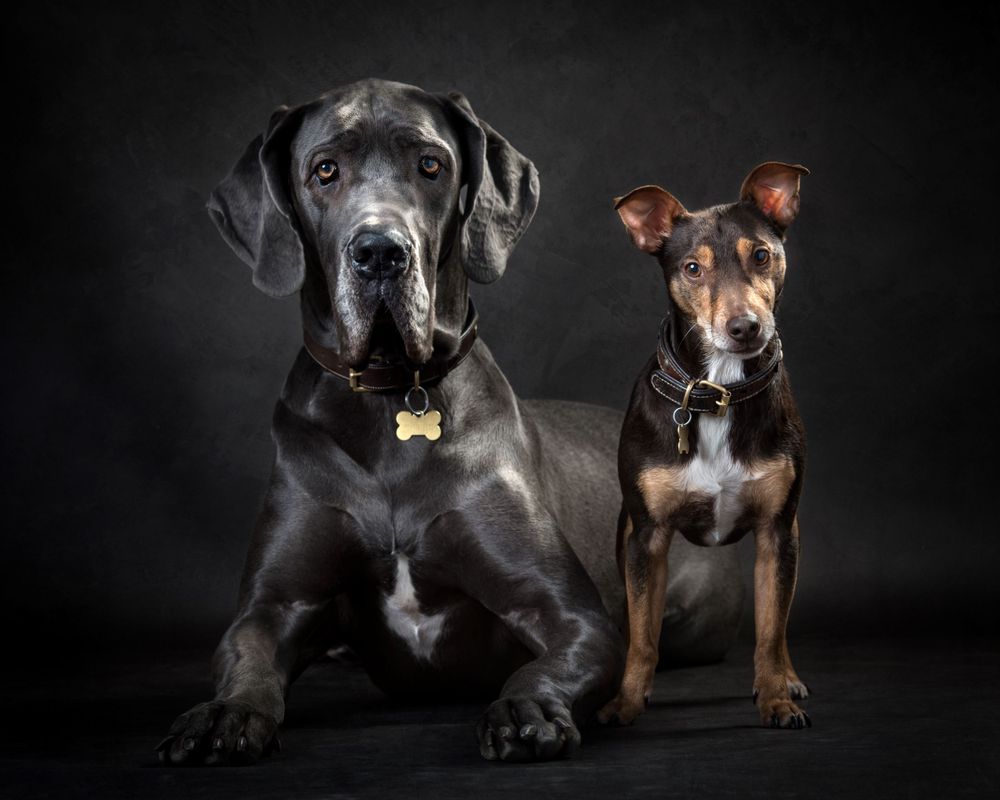 Professional studio portraits of black and brown puppies against dark background.