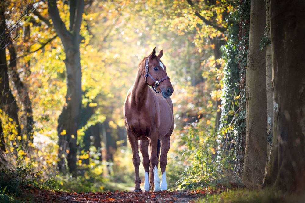 Majestic horses standing among autumn trees with golden foliage in forest setting.