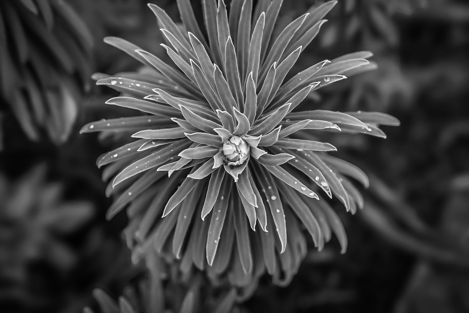 Black and white botanical photo