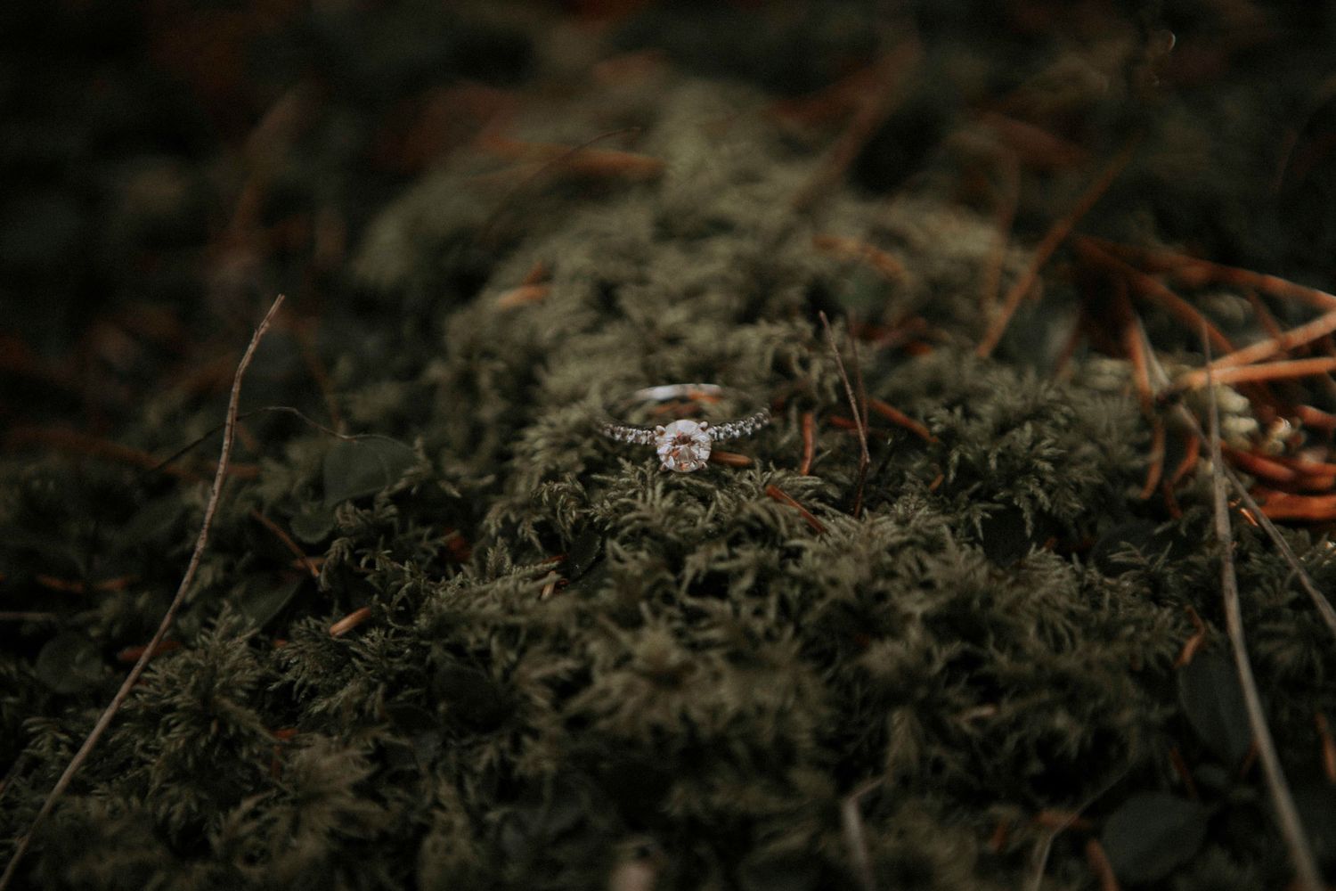 A delicate engagement ring nestled in dark green moss creates an artistic composition.