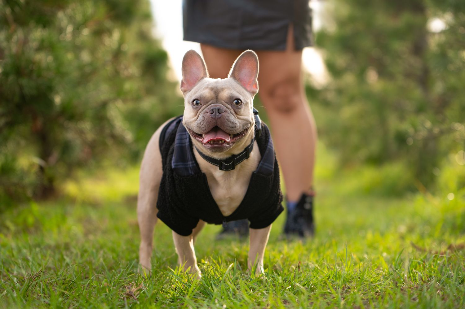 French bulldog standing in front of owner smiling at camera in Houston