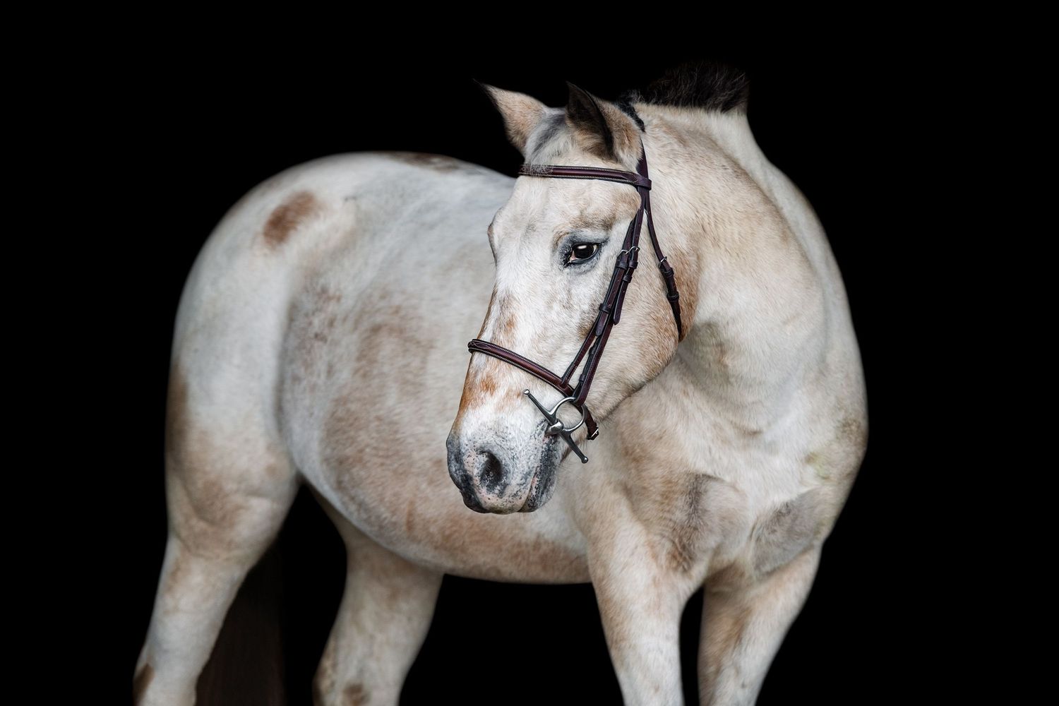 lesson pony black background, marsh creek meadows equestrian