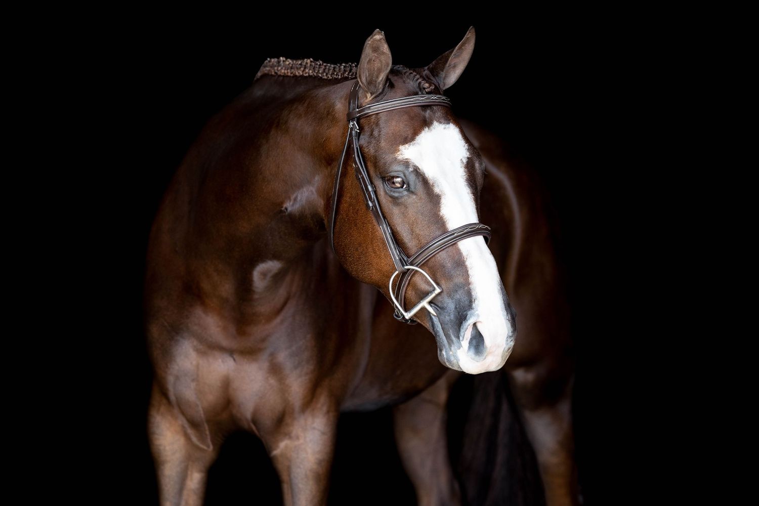 Alison and Liam black background equine portrait session