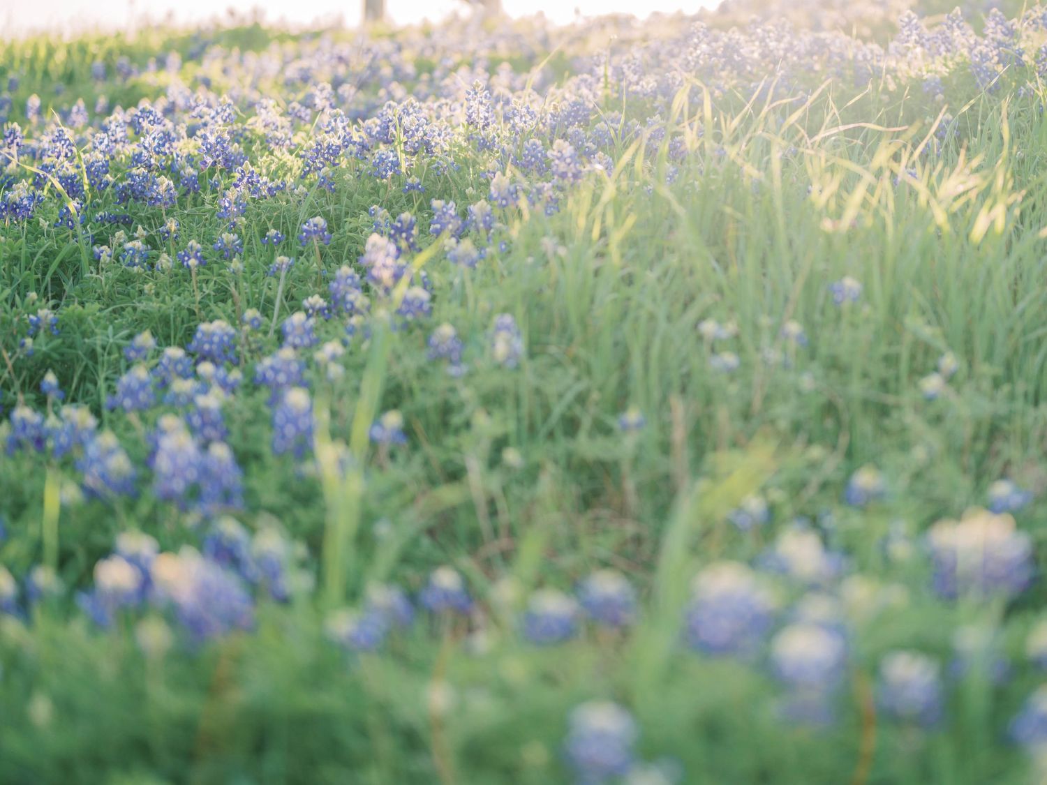 bluebonnets