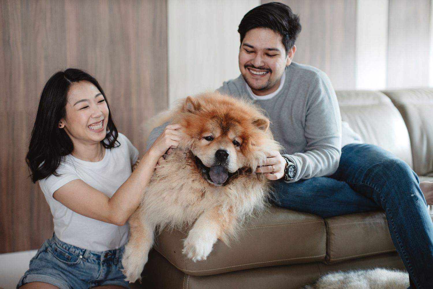 couple playing with their chow chow in a portrait session