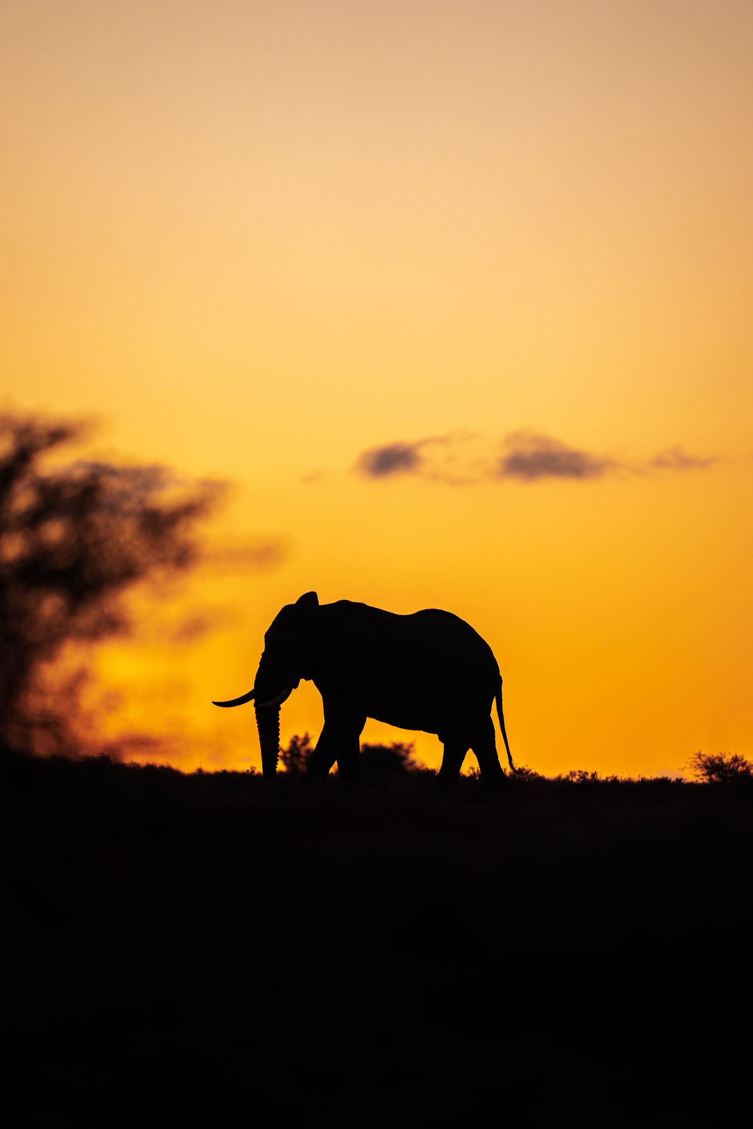Silhouettes of elephants against dramatic orange sunset sky in Africa.