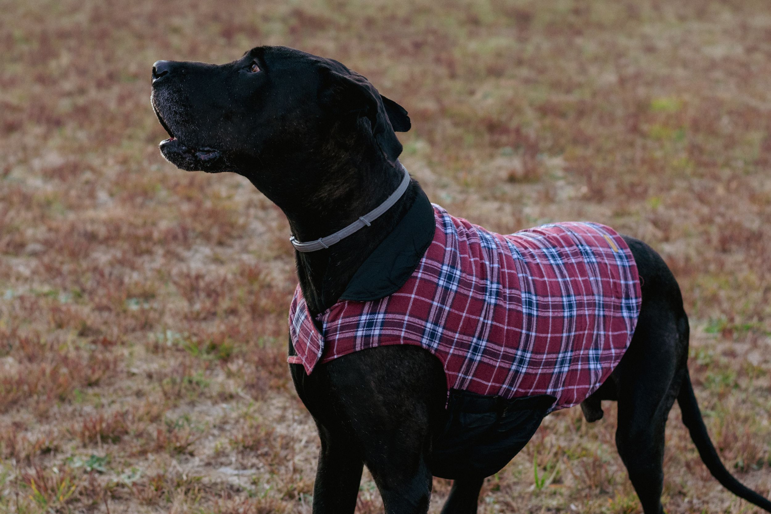 A photo of a large black dog wearing flannel, taken moments before his favorite toy was thrown
