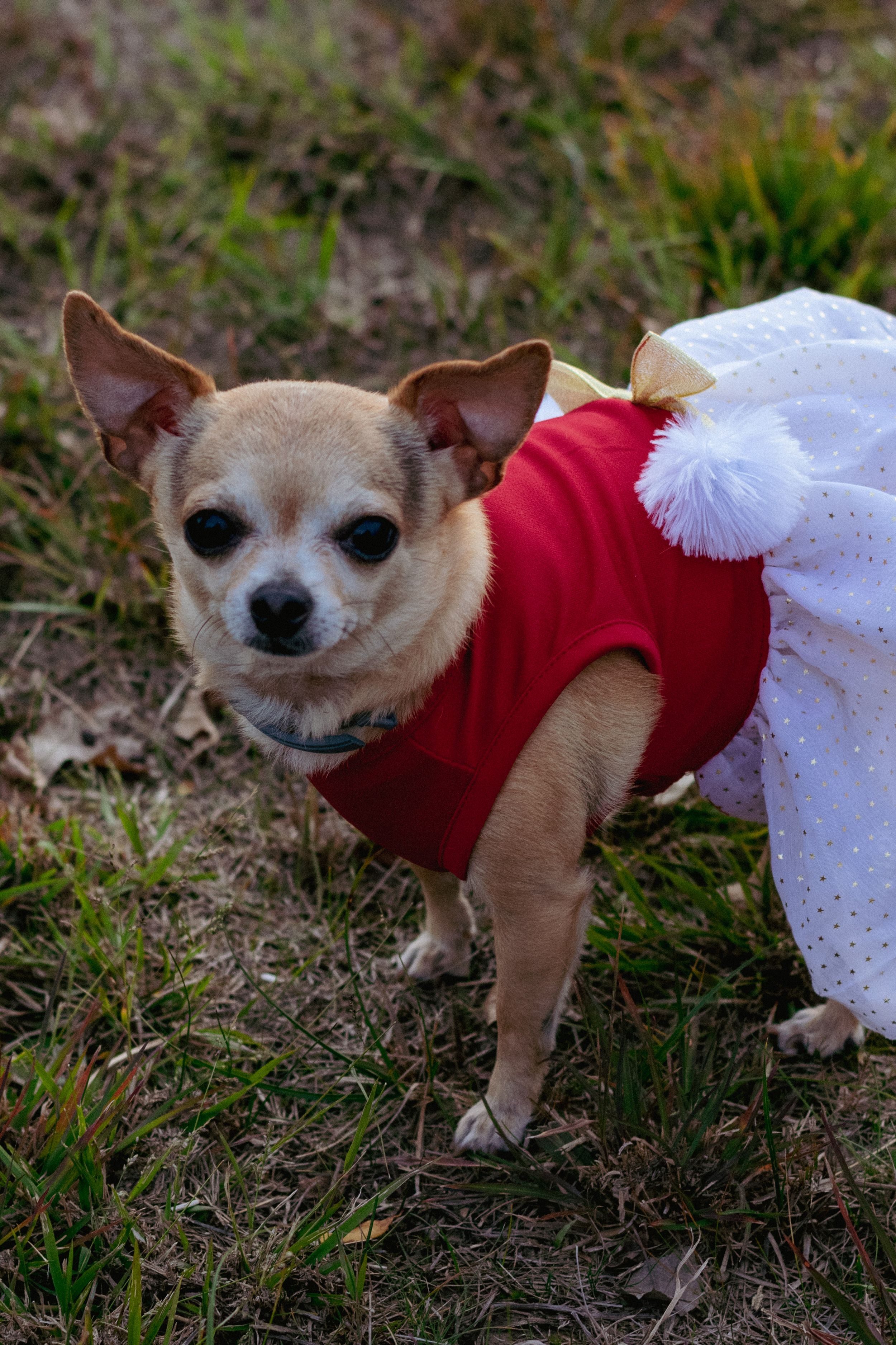 A young female chihuahua poses for the camera in her red and white dress
