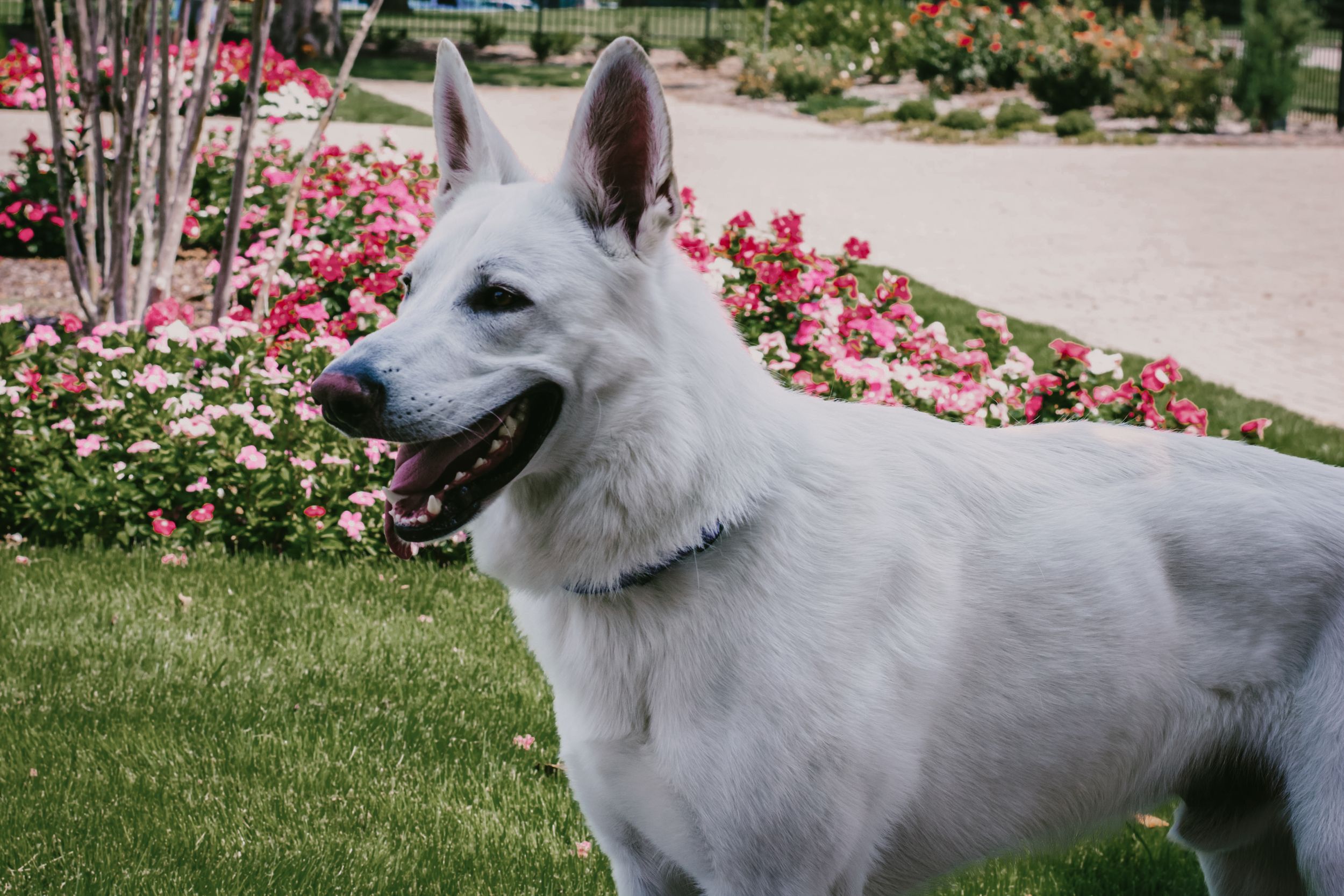 A white German shepherd dog seems to be almost smiling, surrounded by pink flowers