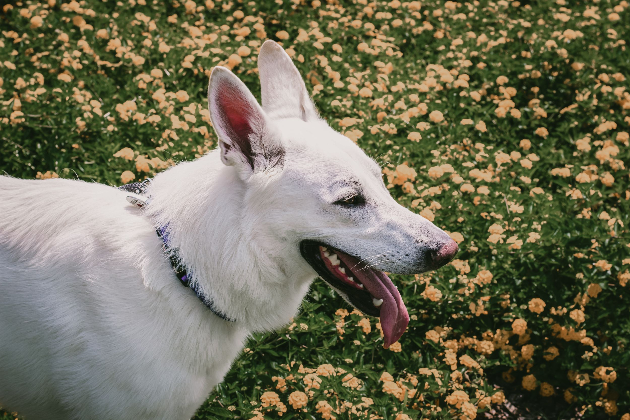 A majestic German shepherd relaxes amongst a field of yellow flowers