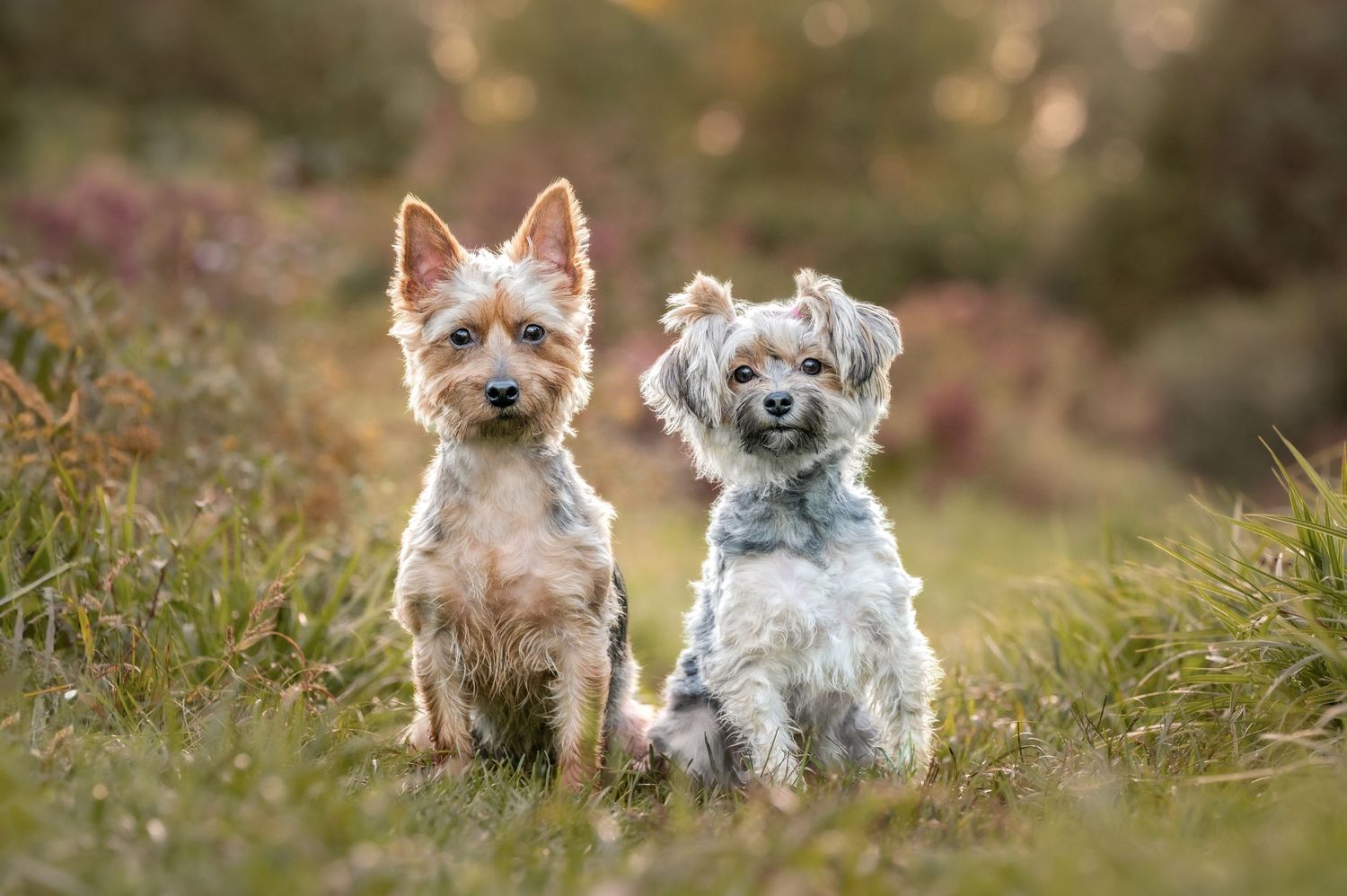 Two small terrier dogs sitting together in a grassy field during golden hour outdoor portrait.